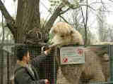 北京動物園 駱駝