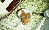 食事へ