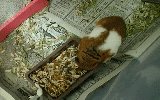 食事1