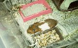 でかい