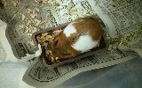 食事2