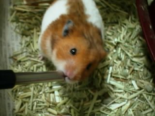 ペット ハム助 ハムスターの飼い方 ペット ハム助 ハムスターの飼い方