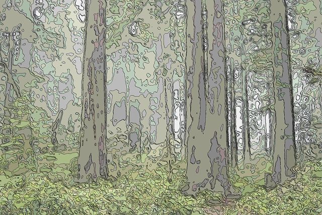 レッドウッド国立公園