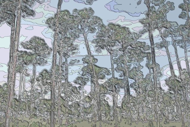 エバーグレーズ国立公園